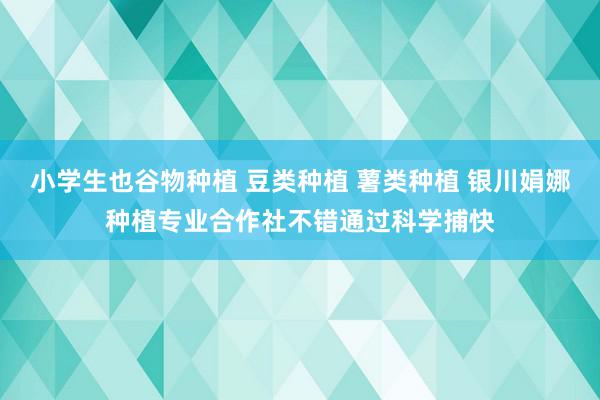 小学生也谷物种植 豆类种植 薯类种植 银川娟娜种植专业合作社不错通过科学捕快