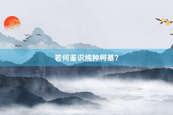 若何鉴识纯种柯基？